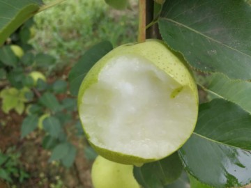 陝西蒲城早酥梨大量上市